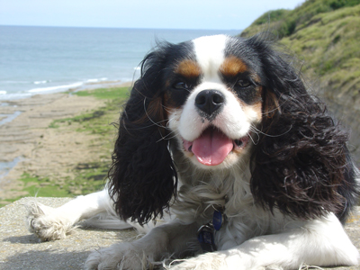 bella ma chienne